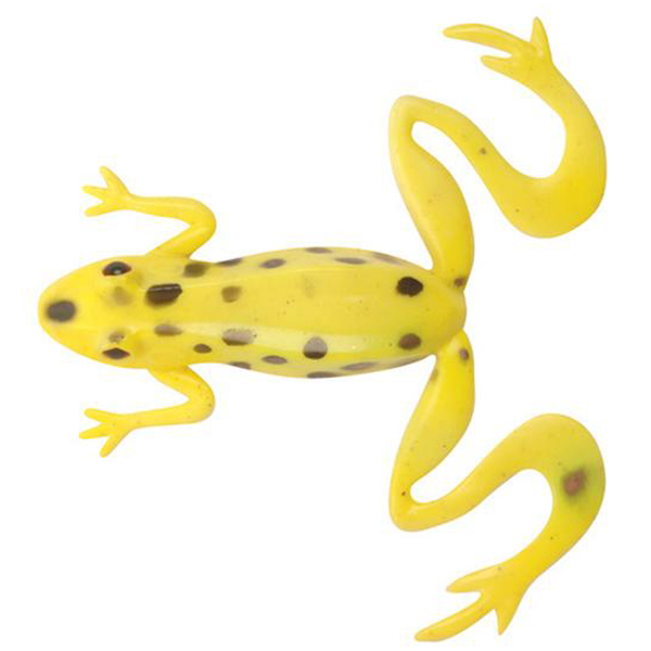 Toads / Frogs