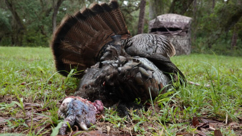 turkey at ground blind