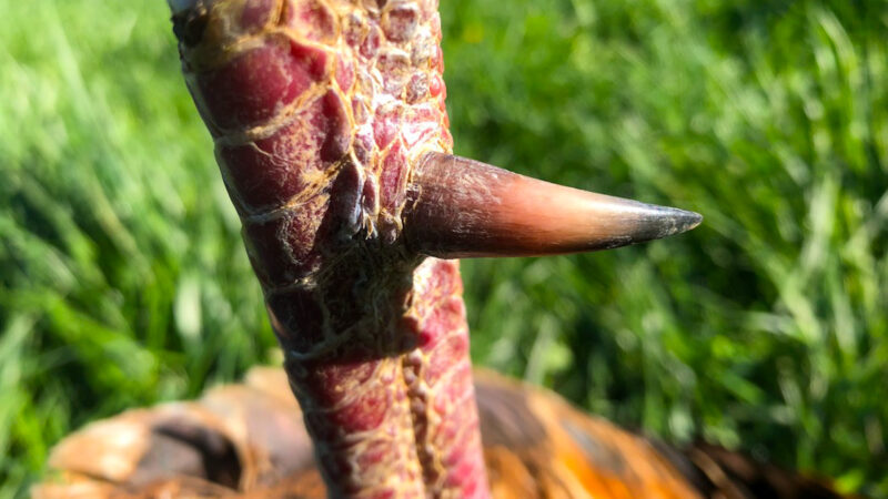 Turkey Spurs Josh Honeycutt