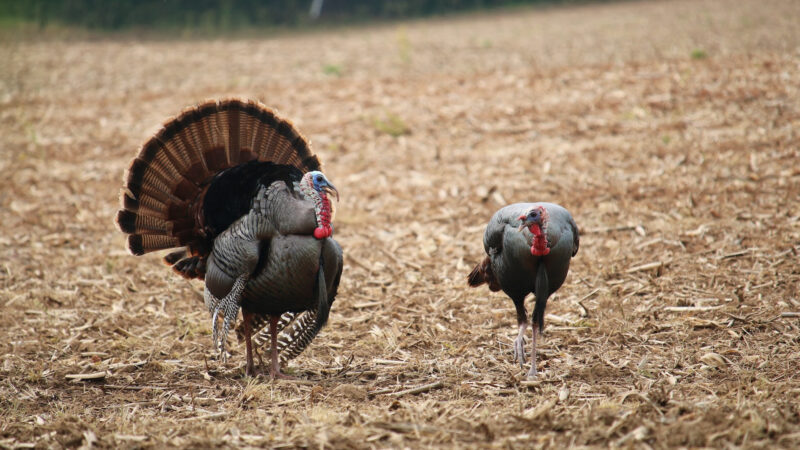gobblers in the field Josh Honeycutt