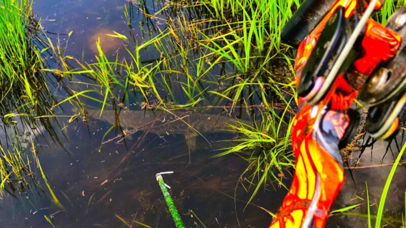 Should You Bowfish With Your Hunting Bow?