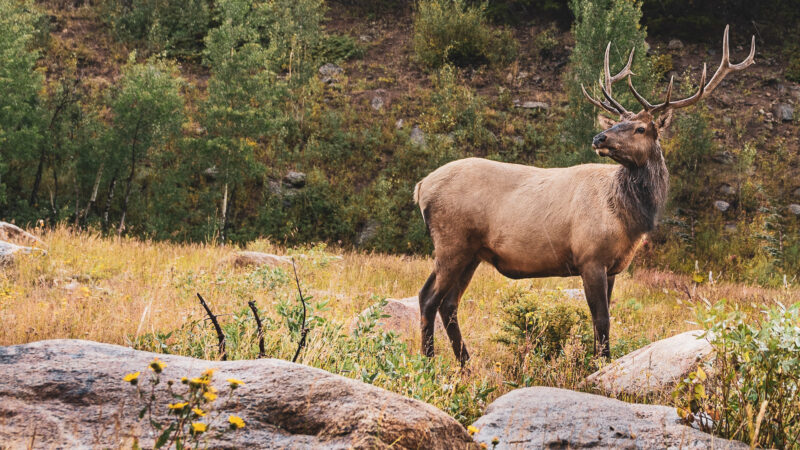 Last Minute Prep For Your Elk Hunt