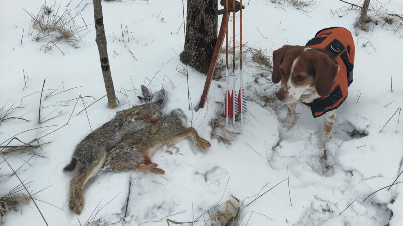 Best Broadheads And Tips For Bowhunting Small Game