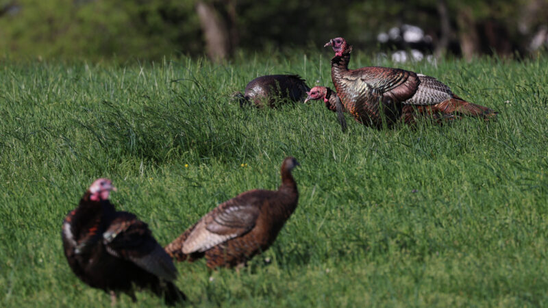 Turkey Calling Mistakes Hunters Make